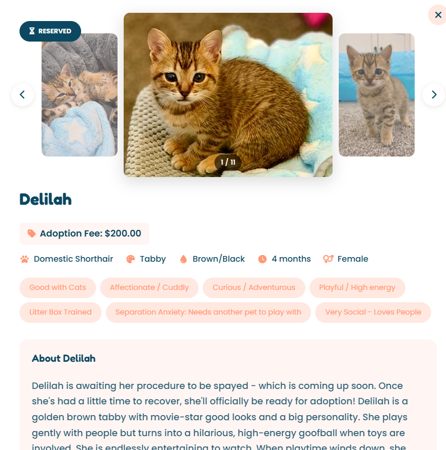 Kitten adoption cards pulling live data from ShelterLuv